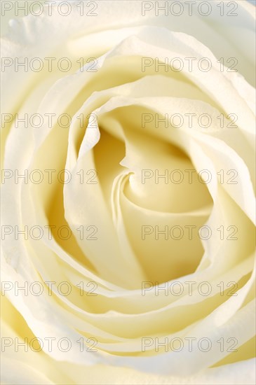 Garden rose or rose (Rosa hybrida), detail of the flower, ornamental plant, North Rhine-Westphalia, Germany, Europe