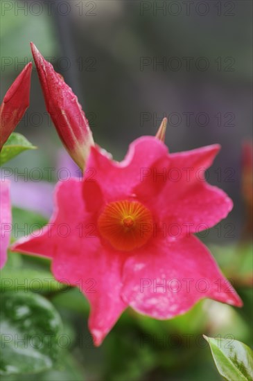 Mandevilla (Dipladenia sanderi, Mandevilla sanderi), flower, ornamental plant, North Rhine-Westphalia, Germany, Europe