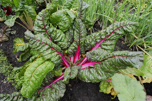 Red chard (Beta vulgaris subsp. vulgaris), North Rhine-Westphalia, Germany, Europe