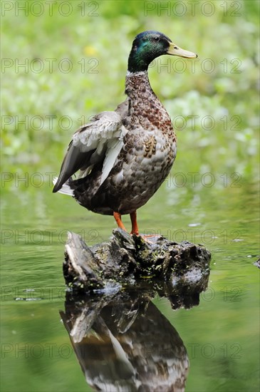 Mallard (Anas platyrhynchos), drake, North Rhine-Westphalia, Germany, Europe