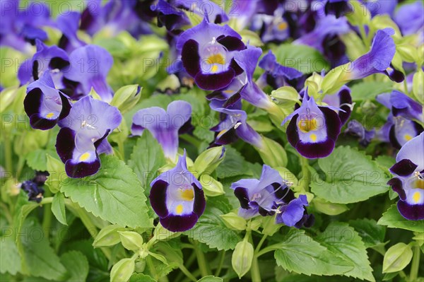 Bluewings (Torenia fournieri), flowers, native to Vietnam, ornamental plant, North Rhine-Westphalia, Germany, Europe