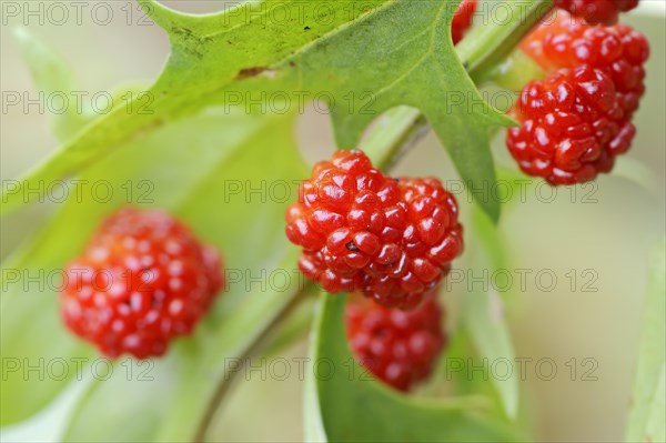 Strawberry spinach (Chenopodium foliosum, Blitum virgatum), fruit, vegetable and ornamental plant, North Rhine-Westphalia, Germany, Europe