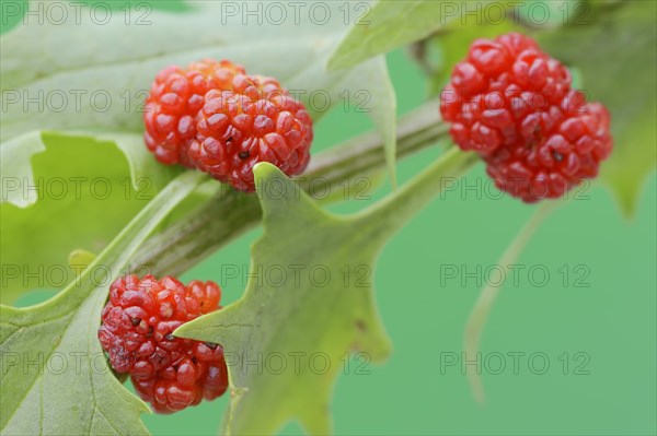 Strawberry spinach (Chenopodium foliosum, Blitum virgatum), fruit, vegetable and ornamental plant, North Rhine-Westphalia, Germany, Europe