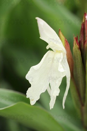 China false orchid or ginger orchid (Roscoea auriculata), flower, ornamental plant, North Rhine-Westphalia, Germany, Europe