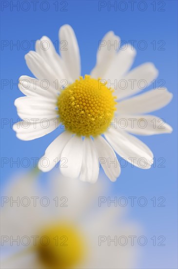 Chamomile (Matricaria recutita, Matricaria chamomilla), flower, medicinal plant, North Rhine-Westphalia, Germany, Europe