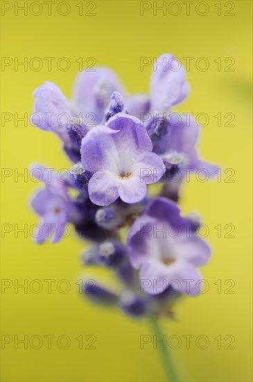 True lavender (Lavendula angustifolia), flower, medicinal and aromatic plant, ornamental plant, North Rhine-Westphalia, Germany, Europe