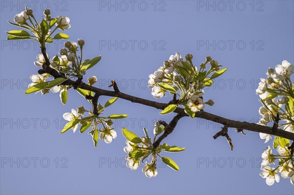 Blossoming Stuttgarter Gaishirtl or Geishirtle, pear (Pyrus communis), Stuttgart, Baden-Wuerttemberg, Germany, Europe