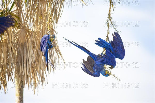 Hyacinth Macaw (Anodorhynchus hyacinthinus) Pantanal Brazil