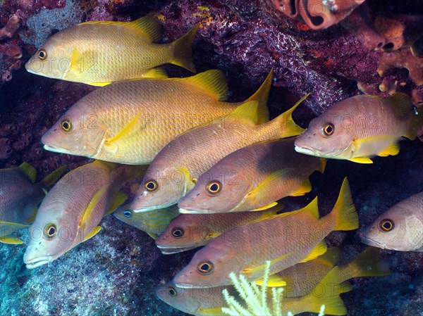School of fish, group of schoolmaster snappers (Lutjanus apodus), dive site John Pennekamp Coral Reef State Park, Key Largo, Florida Keys, Florida, USA, North America