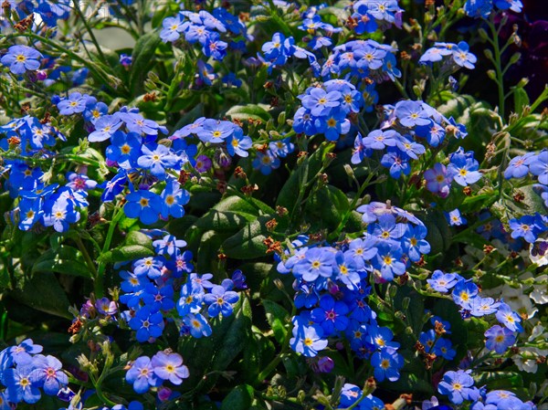 Alpine forget-me-not (Myosotis alpestris)