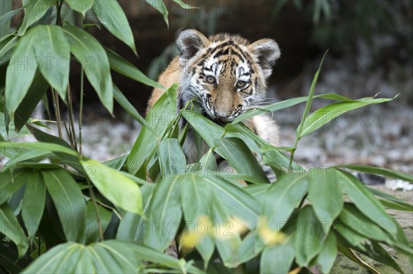 A tiger young peers curiously out of dense green bamboo, Siberian tiger, Amur tiger, (Phantera tigris altaica), cubs