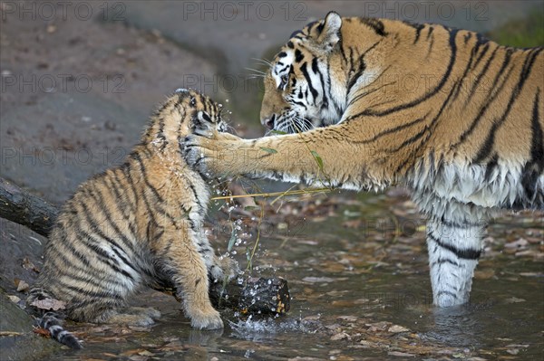 A young tiger playing with a stick in the water, Siberian tiger, Amur tiger, (Phantera tigris altaica), cubs