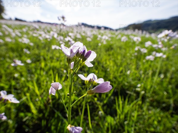 Cuckoo flower (Cardamine pratensis), Leoben, Styria, Austria, Europe