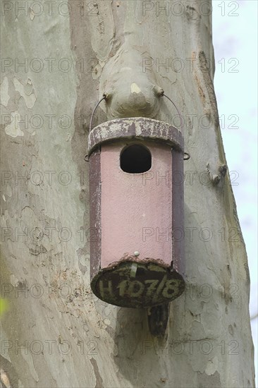 Stock dove nesting box on a plane tree, Rosensteinpark, Stuttgart, Baden-Wuerttemberg, Germany, Europe