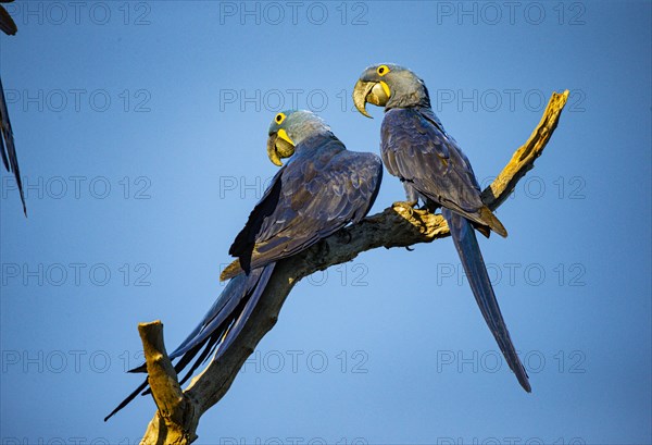 Hyacinth Macaw (Anodorhynchus hyacinthinus) Pantanal Brazil