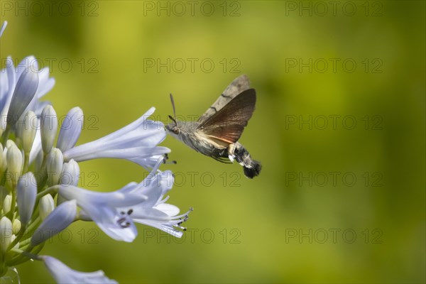 Hummingbird hawk-moth (Macroglossum stellatarum) feeding on a garden Agapanthus flower in the summer, Suffolk, England, United Kingdom, Europe