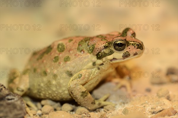 Atlas toad (Bufo brongersmai, Pseudepidalea brongersmai), captive, occurring in Morocco and Algeria