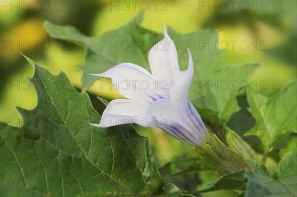 Devil's trumpet (Datura metel), ornamental plant, North Rhine-Westphalia, Germany, Europe