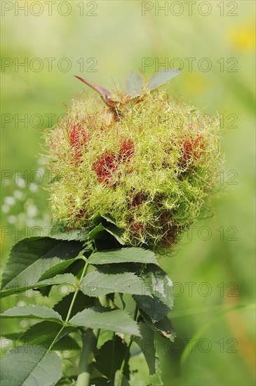 Common rose gall wasp (Diplolepis rosae, Cynips rosarum), rose gall, North Rhine-Westphalia, Germany, Europe