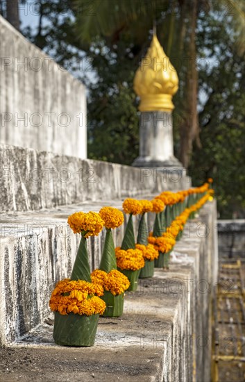 Orange-colored marigold flowers used to pay respect and homage to Buddha, Wat Wisunarat temple, Luang Prabang, Laos, Asia