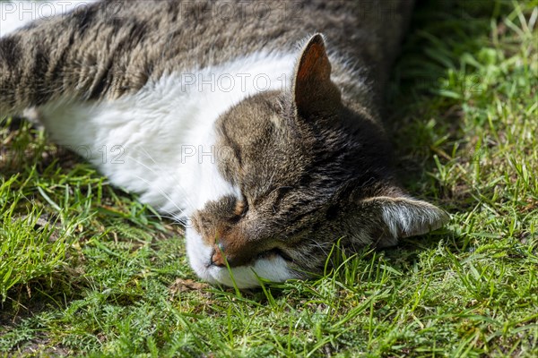 Snoozing and contented domestic cat (Felis catus), Blaustein, Baden-Wuerttemberg, Germany, Europe