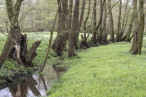 Alder quarry forest (Alnus glutinosa), Emsland, Lower Saxony, Germany, Europe