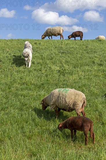Underutilised livestock guarding dog tries to catch mice, shepherd dog, sheep, lambs, Elbe dike near Bleckede, Lower Saxony, Germany, Europe