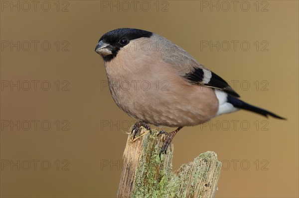 Eurasian bullfinch (Pyrrhula pyrrhula), female, sitting on a tree stump, Wilnsdorf, North Rhine-Westphalia, Germany, Europe