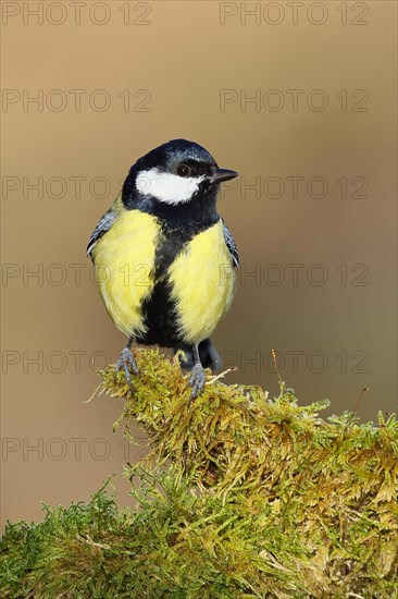 Great tit (Parus major) sitting on moss-covered dead wood, side view, North Rhine-Westphalia, Germany, Europe