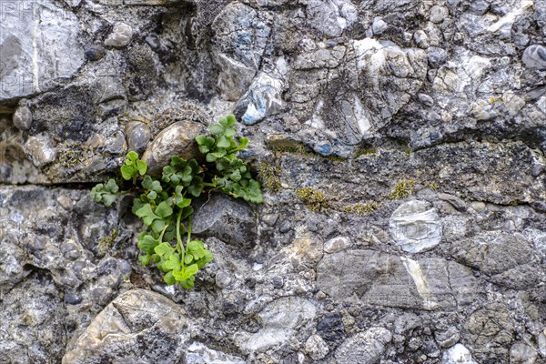 Plant green sprouts from a wall joint