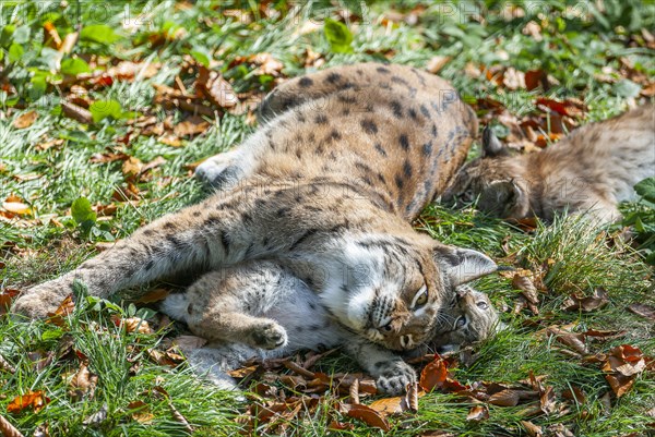 Eurasian lynx (Lynx lynx) female, mother and two cubs lying on the ground, captive, Germany, Europe