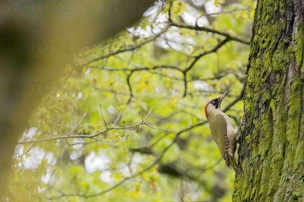 A european green woodpecker (Picus viridis) climbing the trunk of a tree with green leaves in the background, Hesse, Germany, Europe