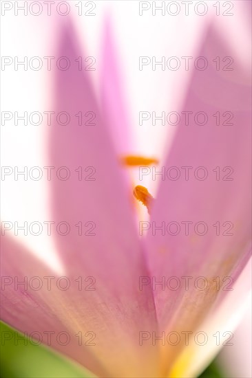 Detail of the stamen in an meadow saffron (Colchicum autumnale) . Alsace, East, France, Europe