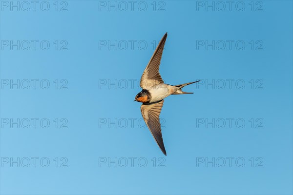 Barn Swallow (Hirundo rustica) hunts insects in flight. Alsace, Great East, France, Europe