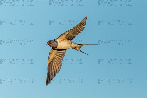 Barn Swallow (Hirundo rustica) hunts insects in flight. Alsace, Great East, France, Europe
