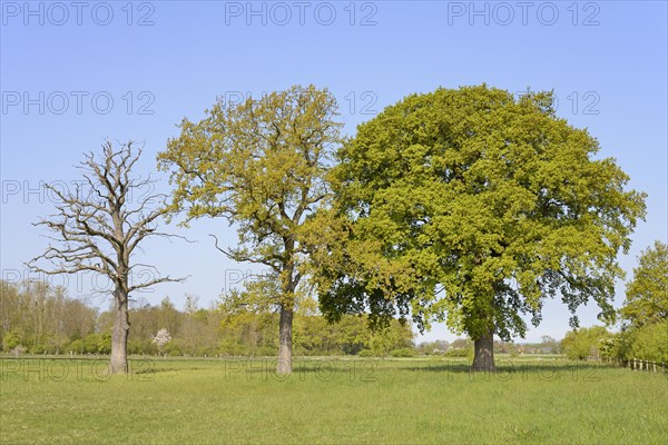 Three oak trees (Quercus), standing deadwood, two trees with blossoms and leaf buds on a pasture, blue sky, North Rhine-Westphalia, Germany, Europe