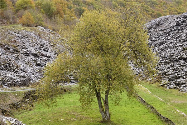 Deciduous tree, solitary tree with autumn leaves between slate heaps, Eastern Eifel, Rhineland-Palatinate, Germany, Europe