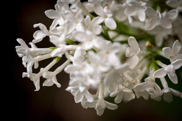 Common lilac (Syringa vulgaris), white flowers, Germany, Europe