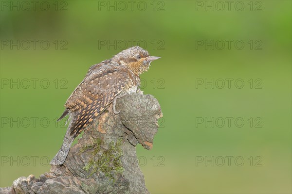 Eurasian wryneck (Jynx torquilla) family of woodpeckers, camouflage-coloured plumage, sits on an old tree root to forage, Wilnsdorf, North Rhine-Westphalia, Germany, Europe