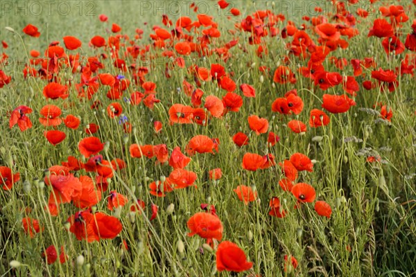 Corn poppy (Papaver rhoeas), Baden-Wuerttemberg, Germany, Red poppies scattered in green grass, Corn poppy (Papaver rhoeas), Baden-Wuerttemberg, Germany, Europe
