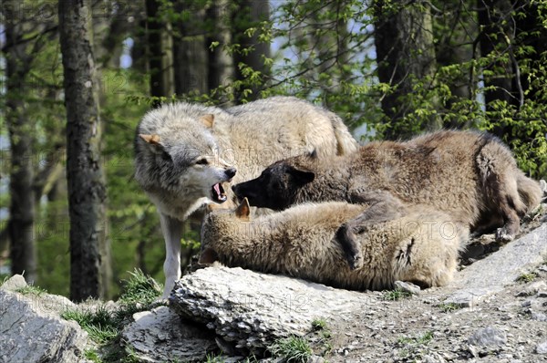 Mackenzie valley wolf (Canis lupus occidentalis), Captive, Germany, Europe, Two wolves showing communicative behaviour while resting on a rock, Tierpark, Baden-Wuerttemberg, Europe