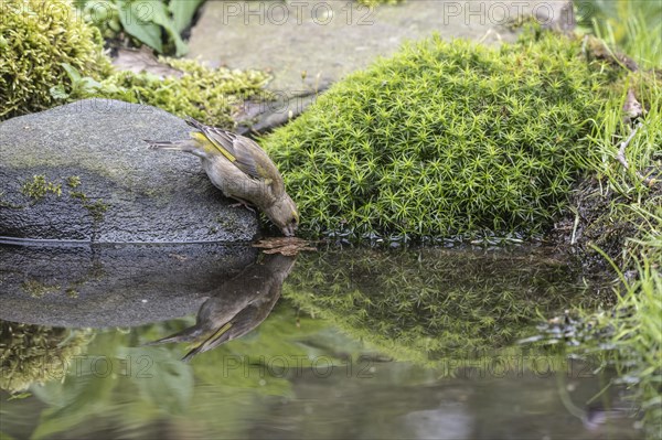 European greenfinch (Carduelis chloris) at the drinking trough, Emsland, Lower Saxony, Germany, Europe