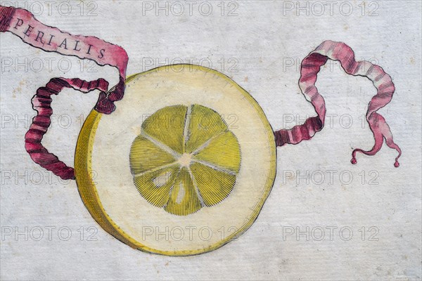 Simon Imperiales, citrus fruit, hand-coloured copperplate engraving from Giovanni Baptista Ferrari Hesperides, Sive, de Malorum Aureorum Cultura et Usu Libri Quatuor, 1646, Rome