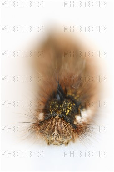 Drinker moth (Euthrix potatoria), caterpillar, North Rhine-Westphalia, Germany, Europe