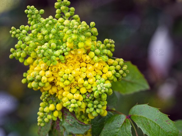 Flower of a common oregon-grape (Mahonia Aquifolium)