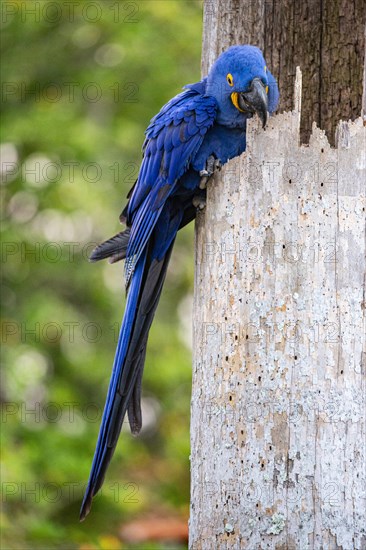 Hyacinth Macaw (Anodorhynchus hyacinthinus) Pantanal Brazil