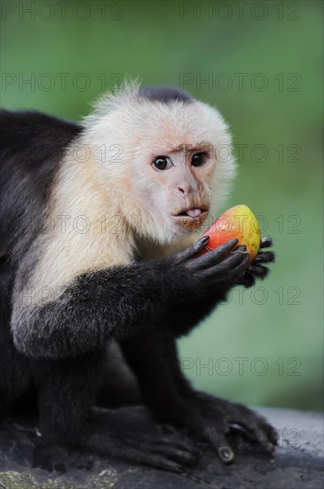 White-shouldered capuchin monkey or white-headed capuchin (Cebus capucinus), feeding, captive, occurring in South America