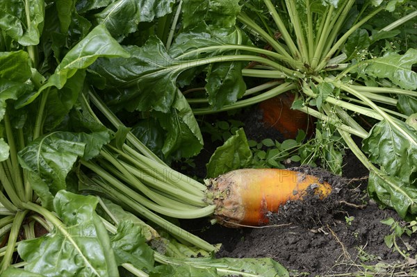 Fodder beet or beetroot (Beta vulgaris subsp. vulgaris var. crassa), North Rhine-Westphalia, Germany, Europe