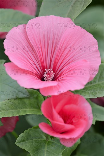 Annual mallow (Lavatera trimestris), flowers, ornamental plant, North Rhine-Westphalia, Germany, Europe