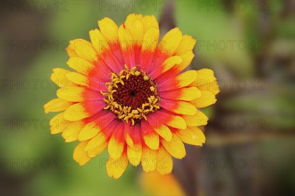 Zinnia 'Sombrero' (Zinnia elegans, Zinnia violacea), flower, ornamental plant, North Rhine-Westphalia, Germany, Europe